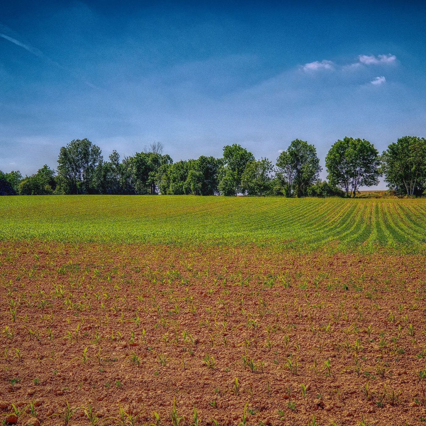 Fields of Less Opportunity: What's Wrong with Agriculture (Part 2) episode artwork