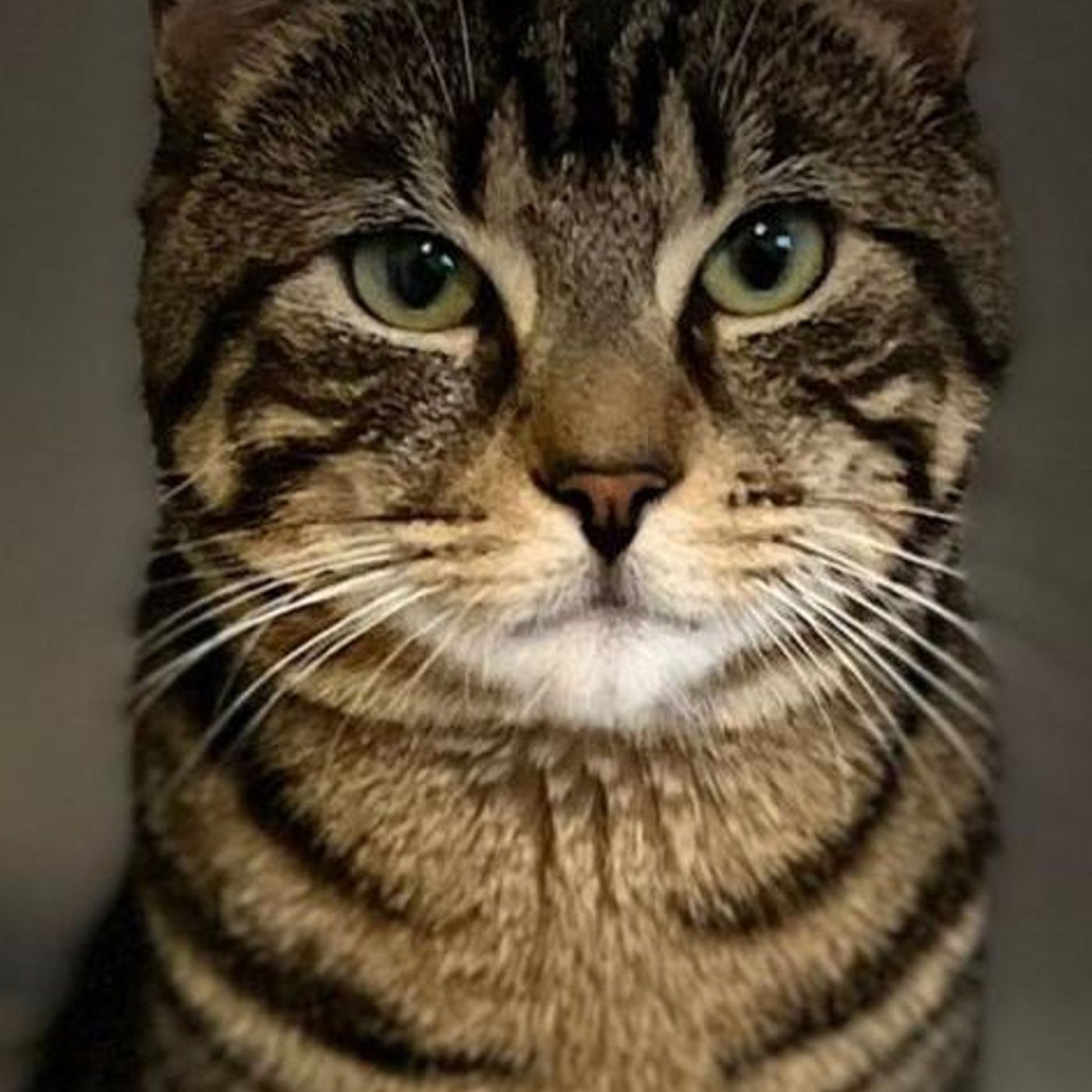 Feline Fridays