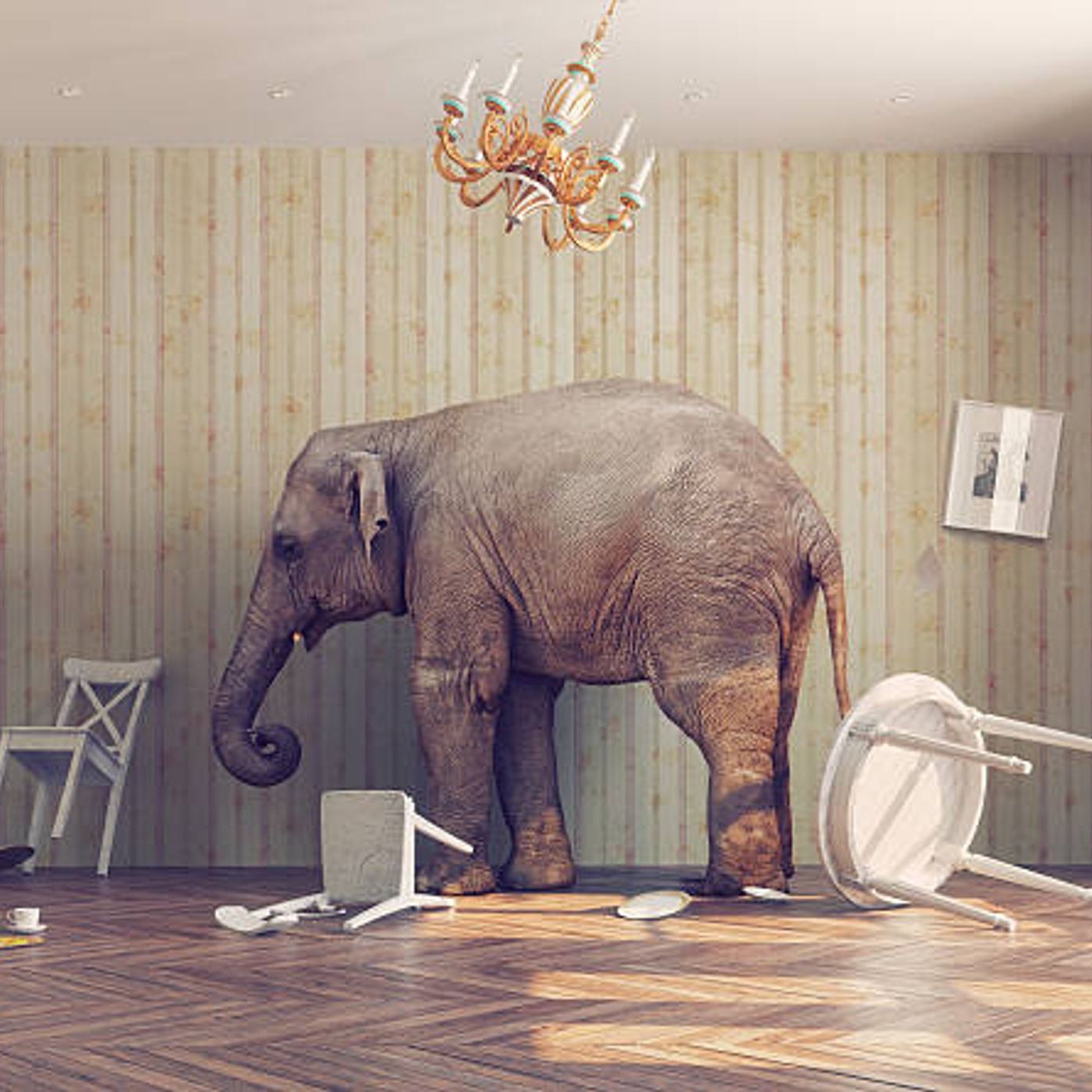 The Elephant in the Room