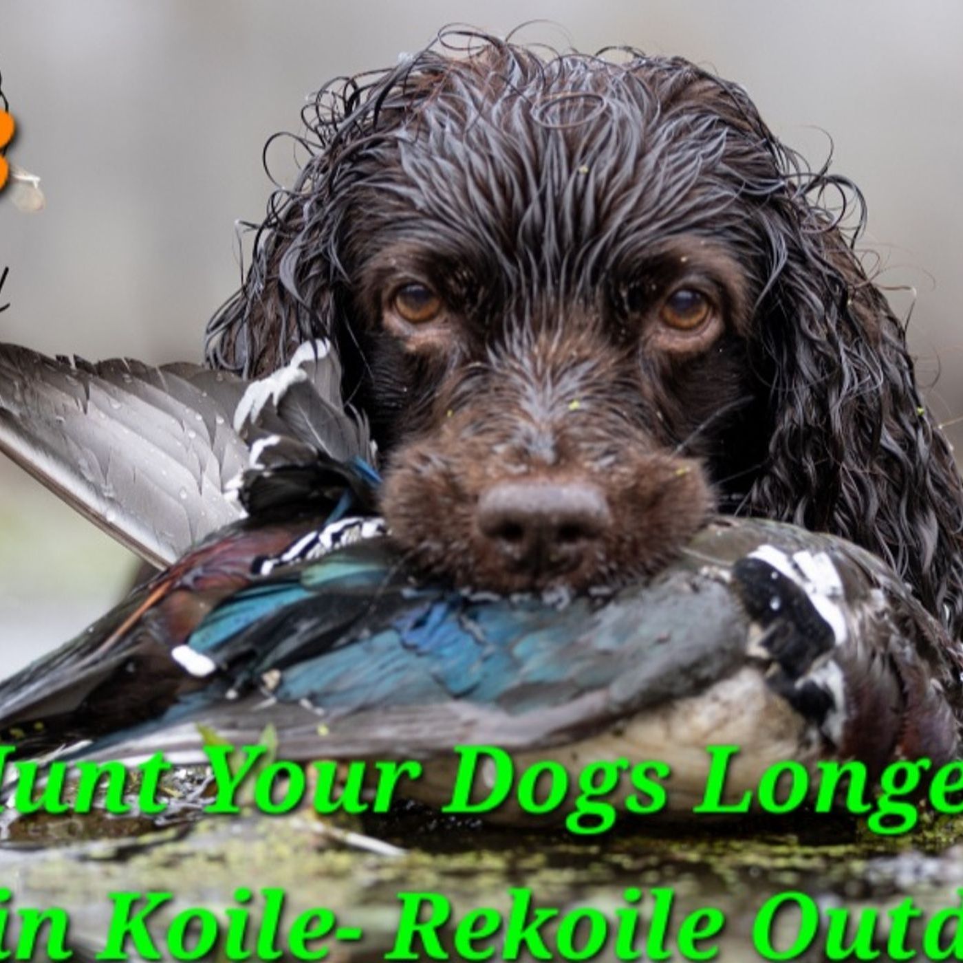 Ep. 53 Hunt Your Dogs Longer
Austin Koile- Rekoile Outdoors episode artwork