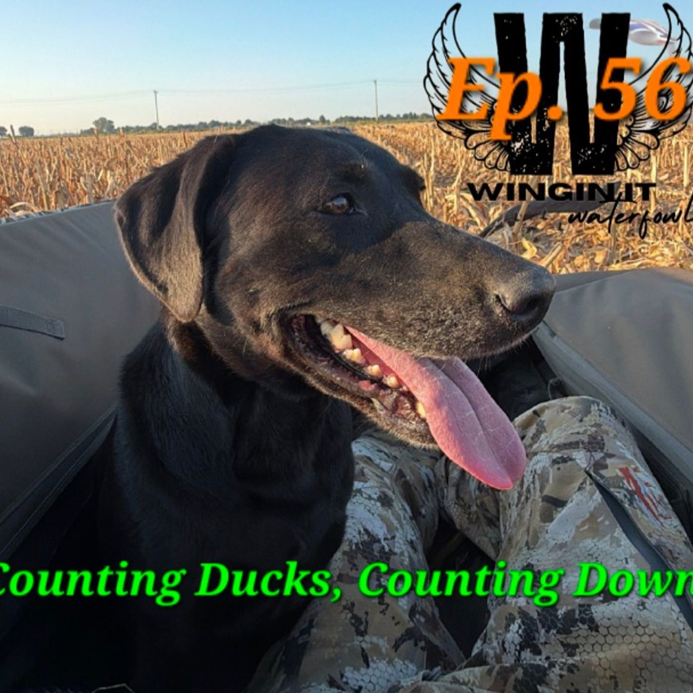 Ep. 56 Counting Ducks, Counting Down  episode artwork