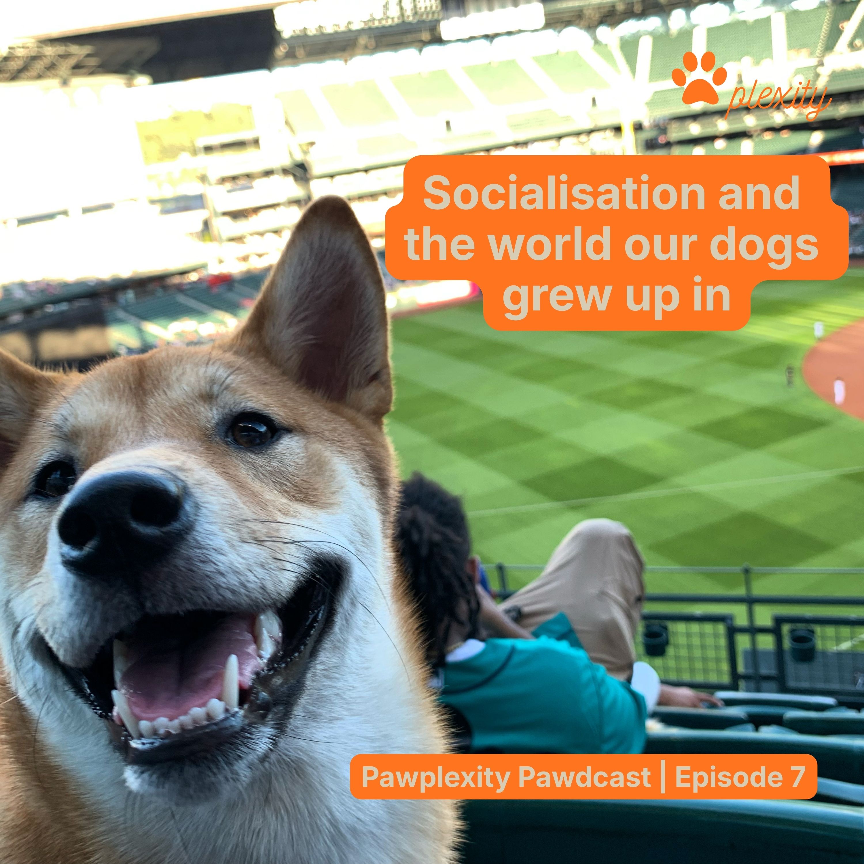 E7: Socialisation and the world our dogs grew up in episode artwork