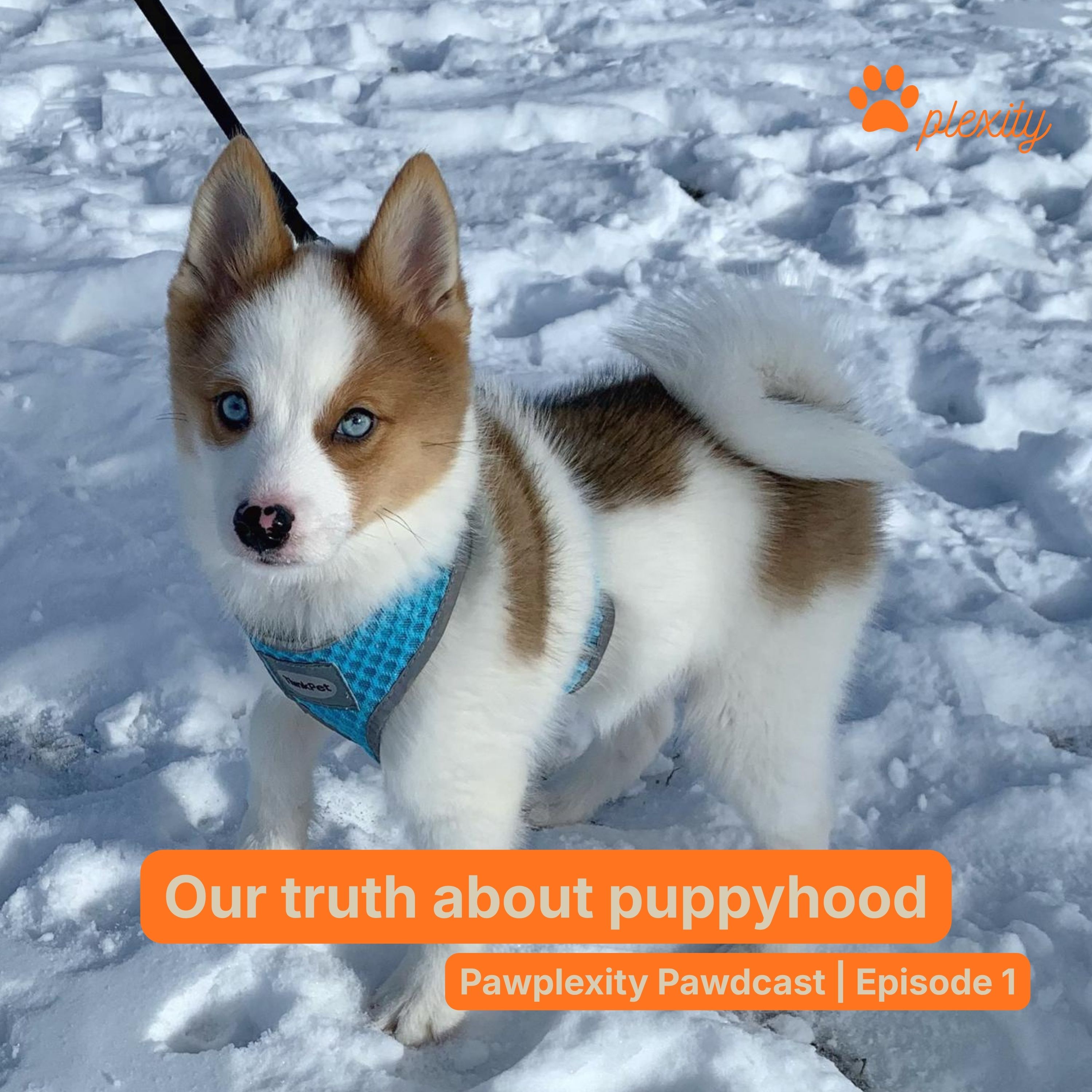 E1: Our truth about puppyhood episode artwork