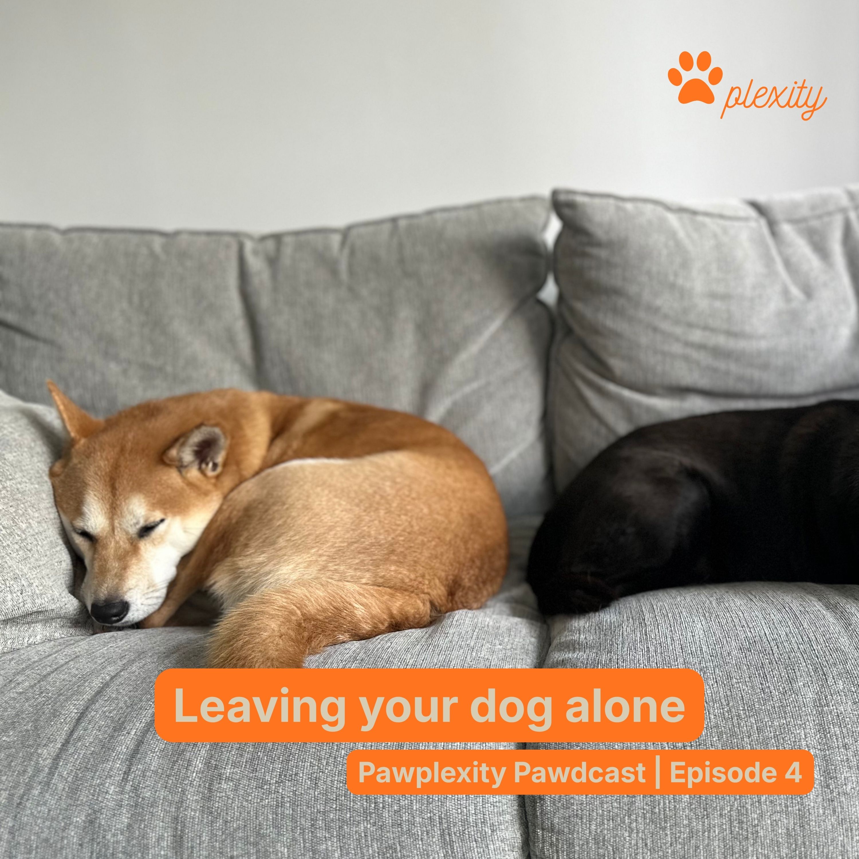 E4: Leaving your dog alone episode artwork