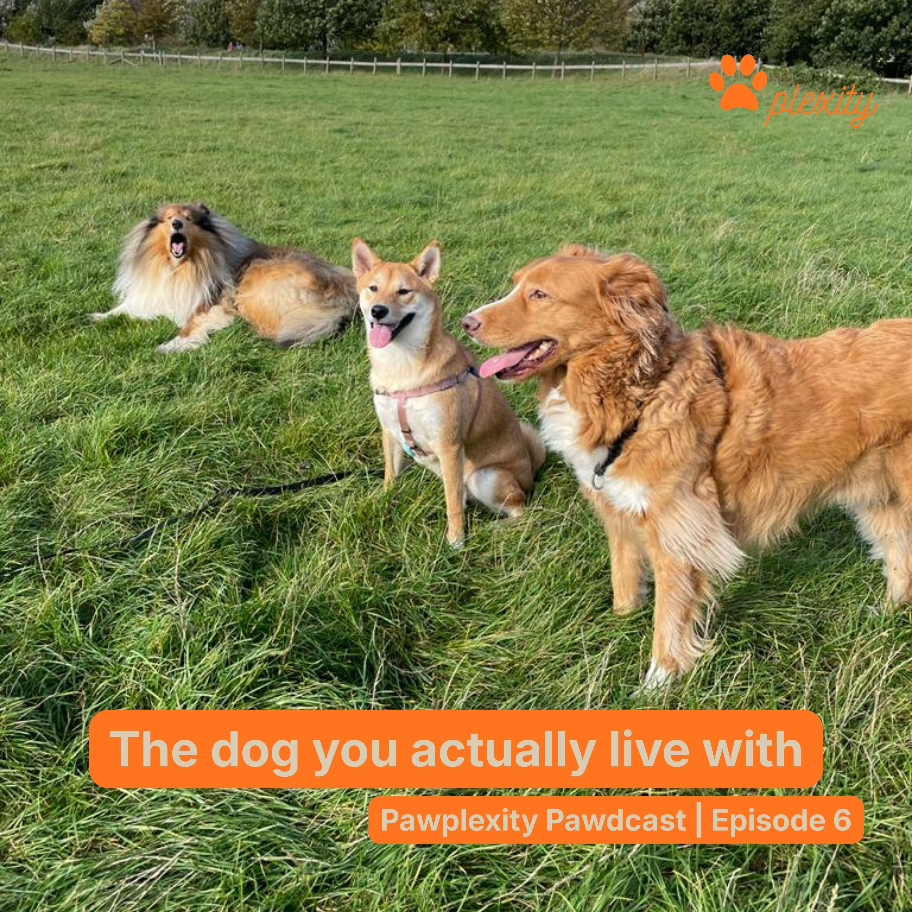 E6: Beyond the breed: the dog you actually live with episode artwork