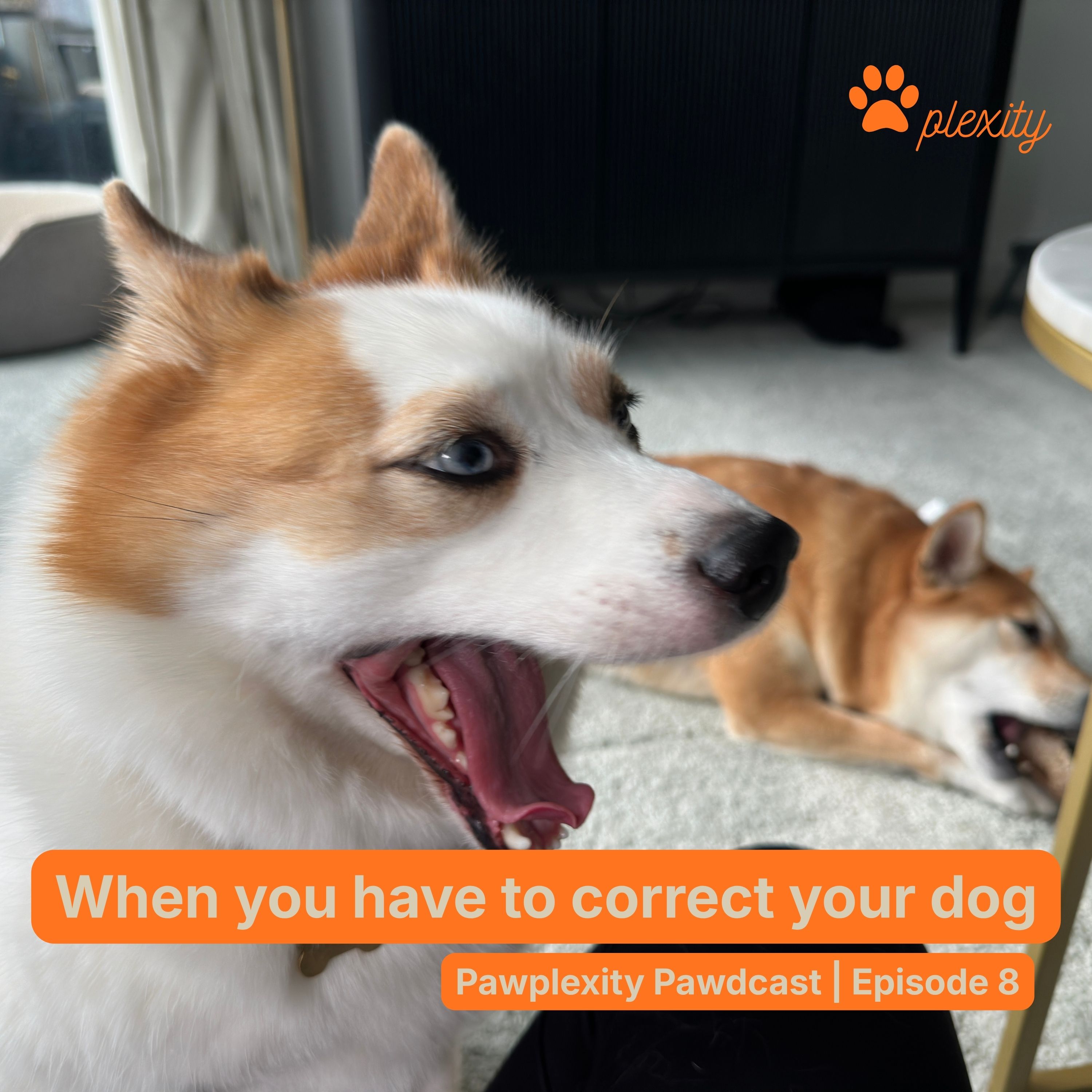 E8: When you have to correct your dog episode artwork