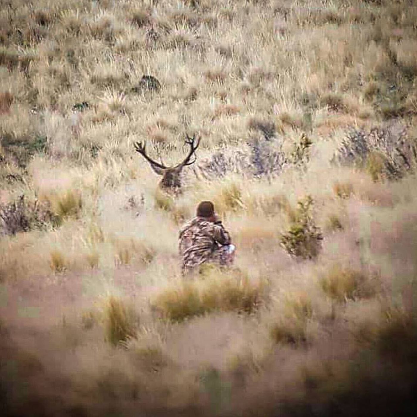 EPISODE 3: Bowhunting Free-Range Red Stags in New Zealand episode artwork