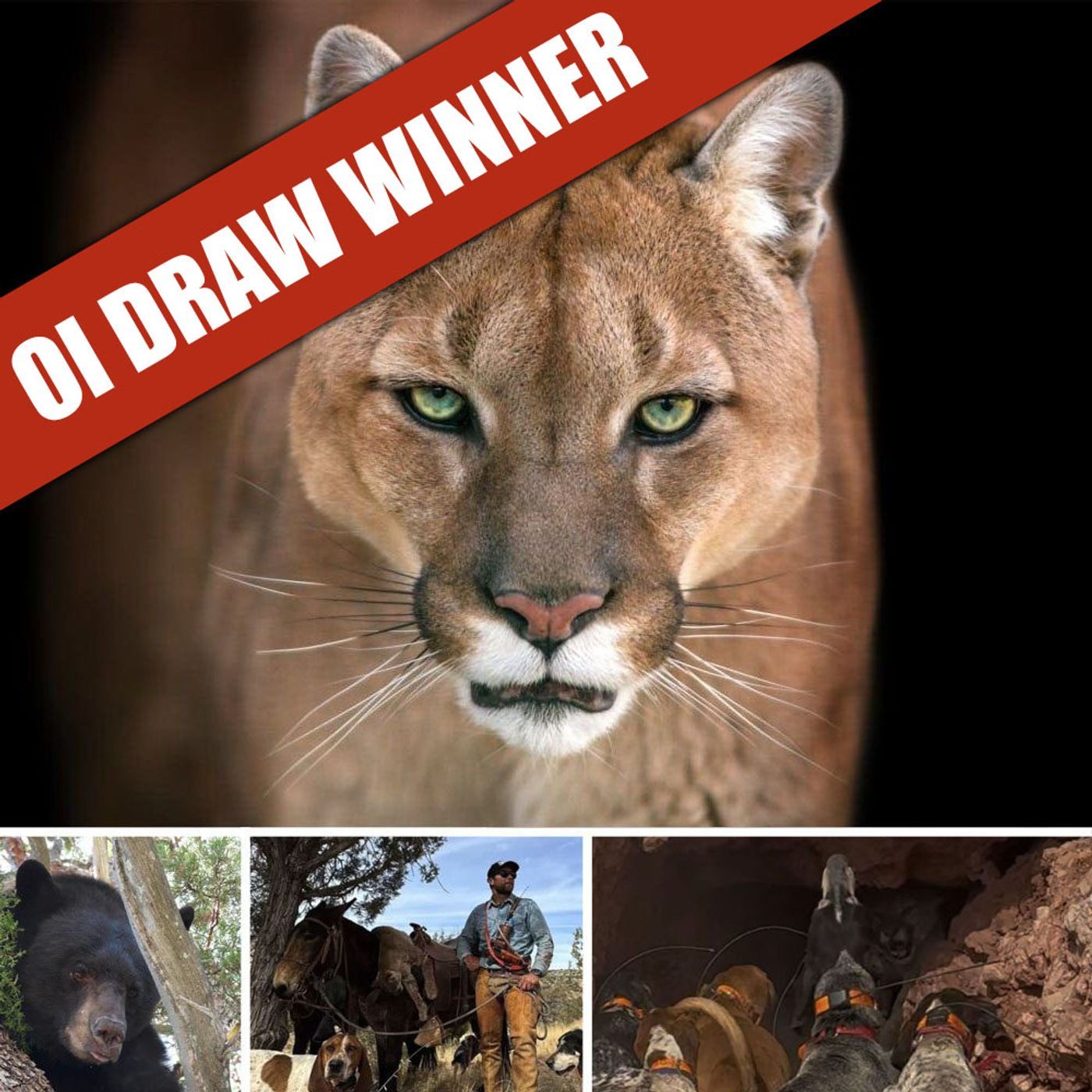 ANNOUNCEMENT: OI Draw Winner of the Arizona Mountain Lion Hunt episode artwork