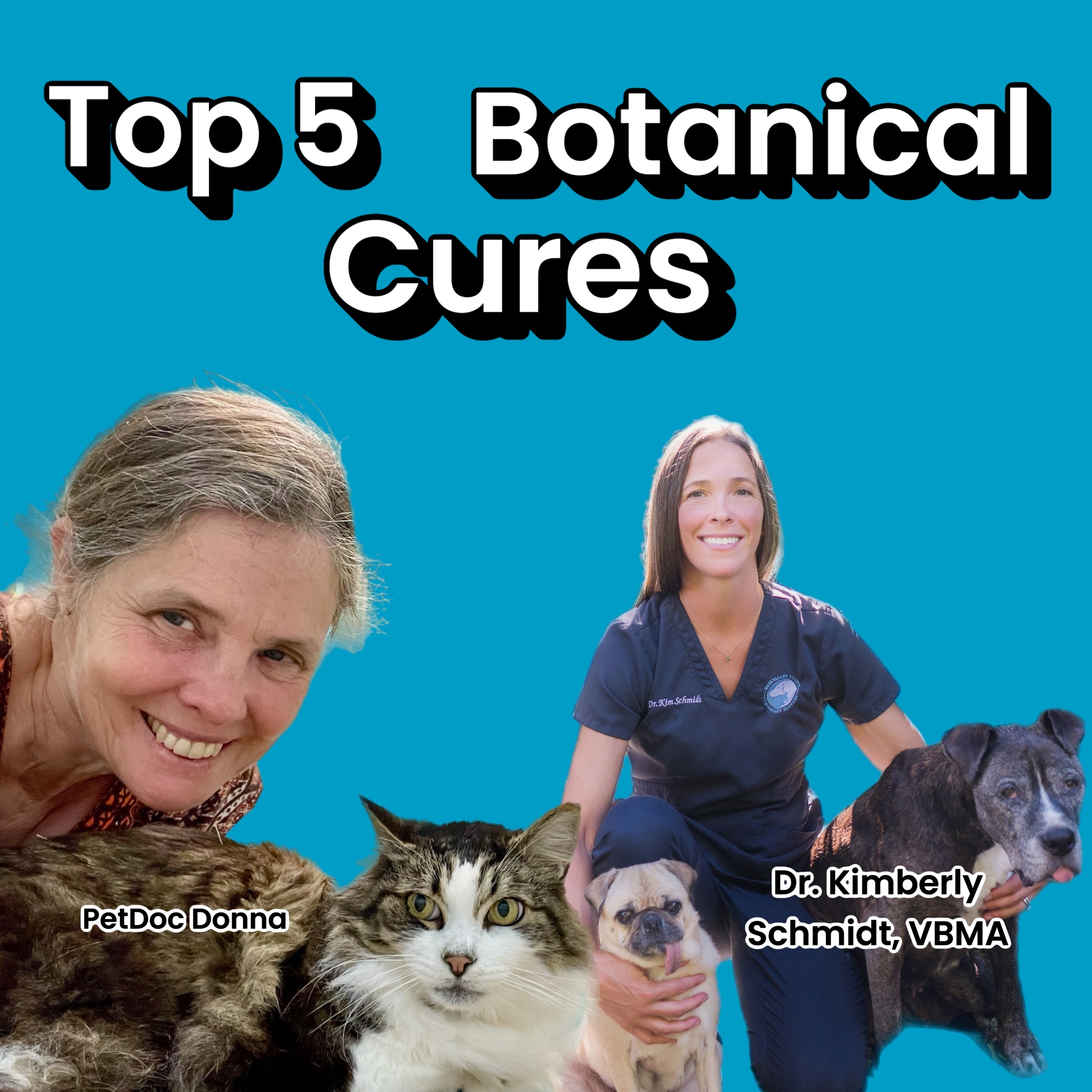 Top 5 Herbal Cures for Dogs and Cats episode artwork