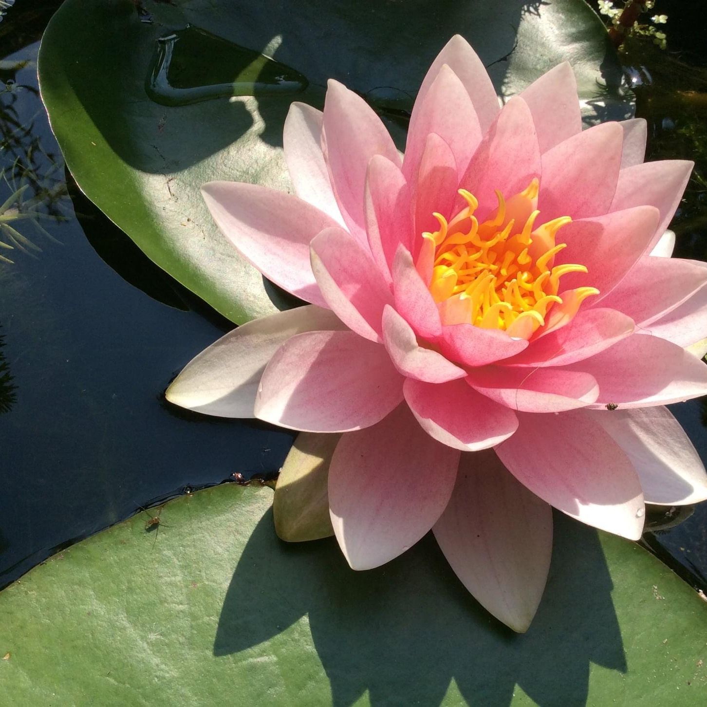 De Kleine Hemelse Cirkel Meditatie/ De gouden Lotus podcast artwork