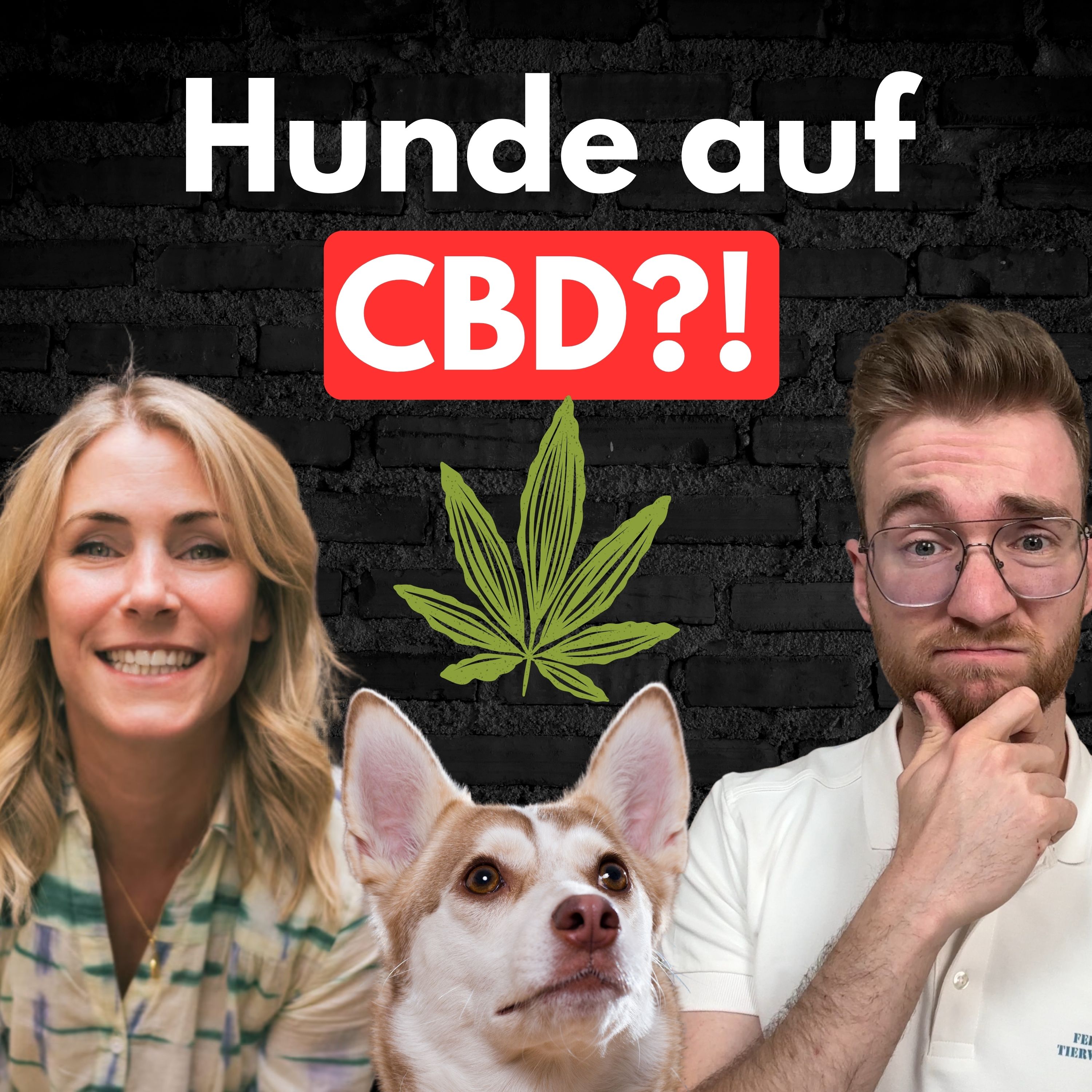 #35 CBD für Hunde = Hilfe oder völliger Hype?! episode artwork