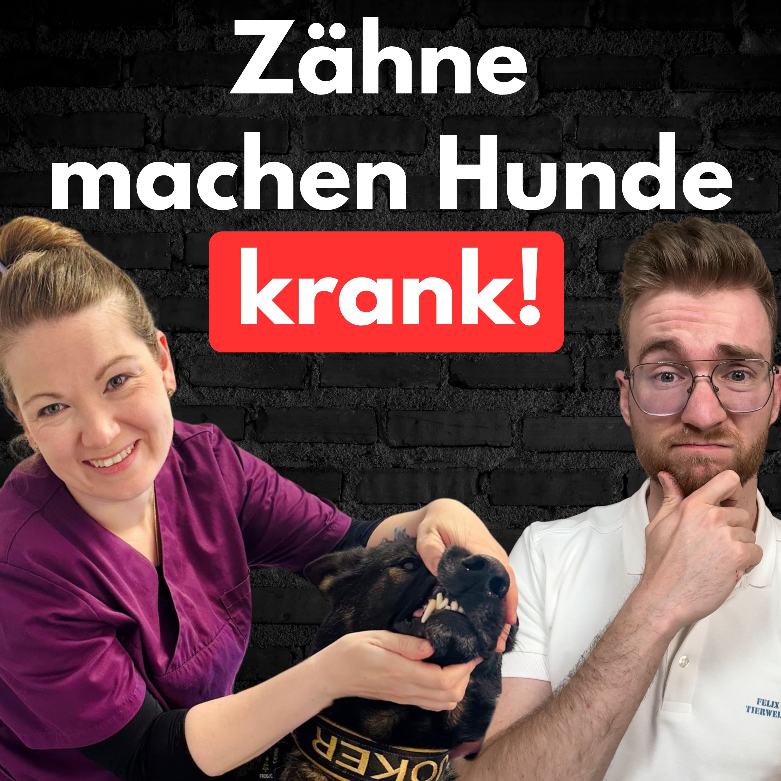 #29 Warum so viele Hunde still leiden: Die Wahrheit über Hundezähne! episode artwork