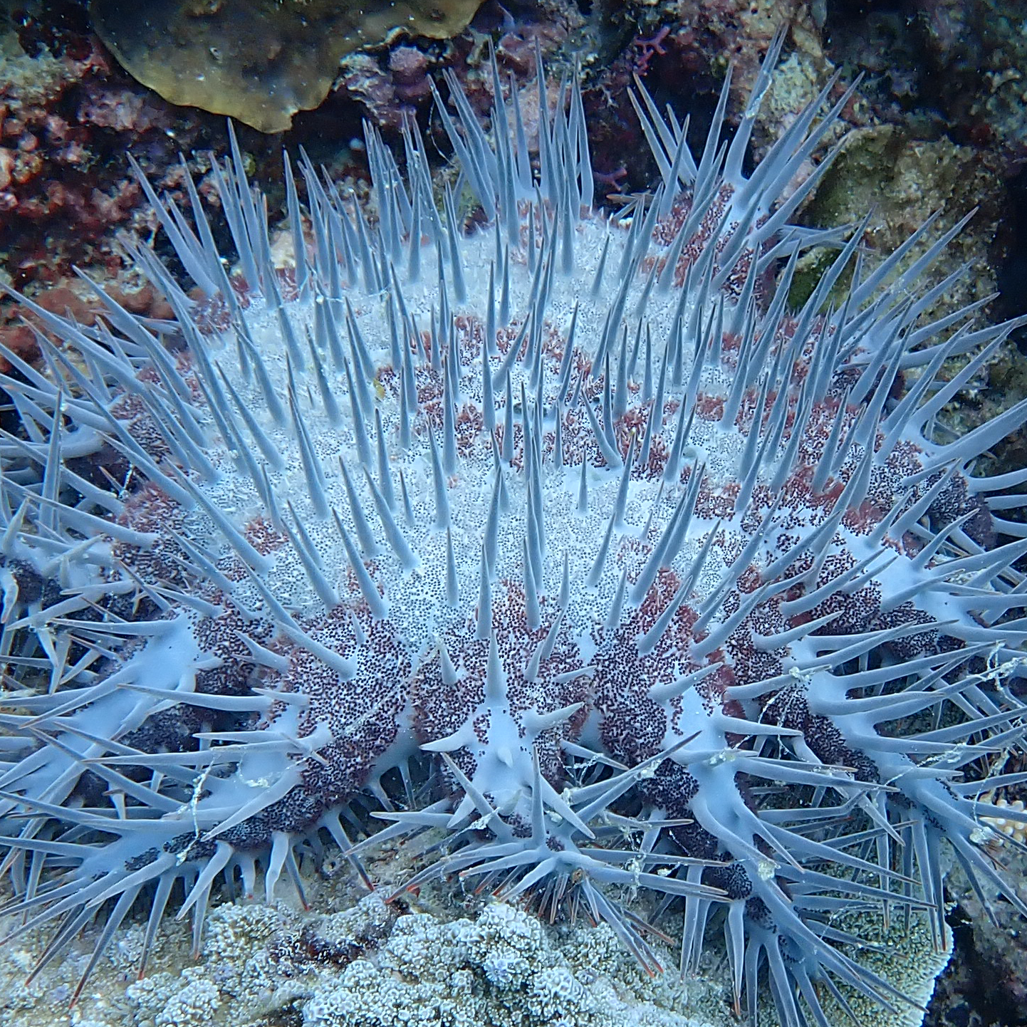 Where Are We At With Crown of Thorns?