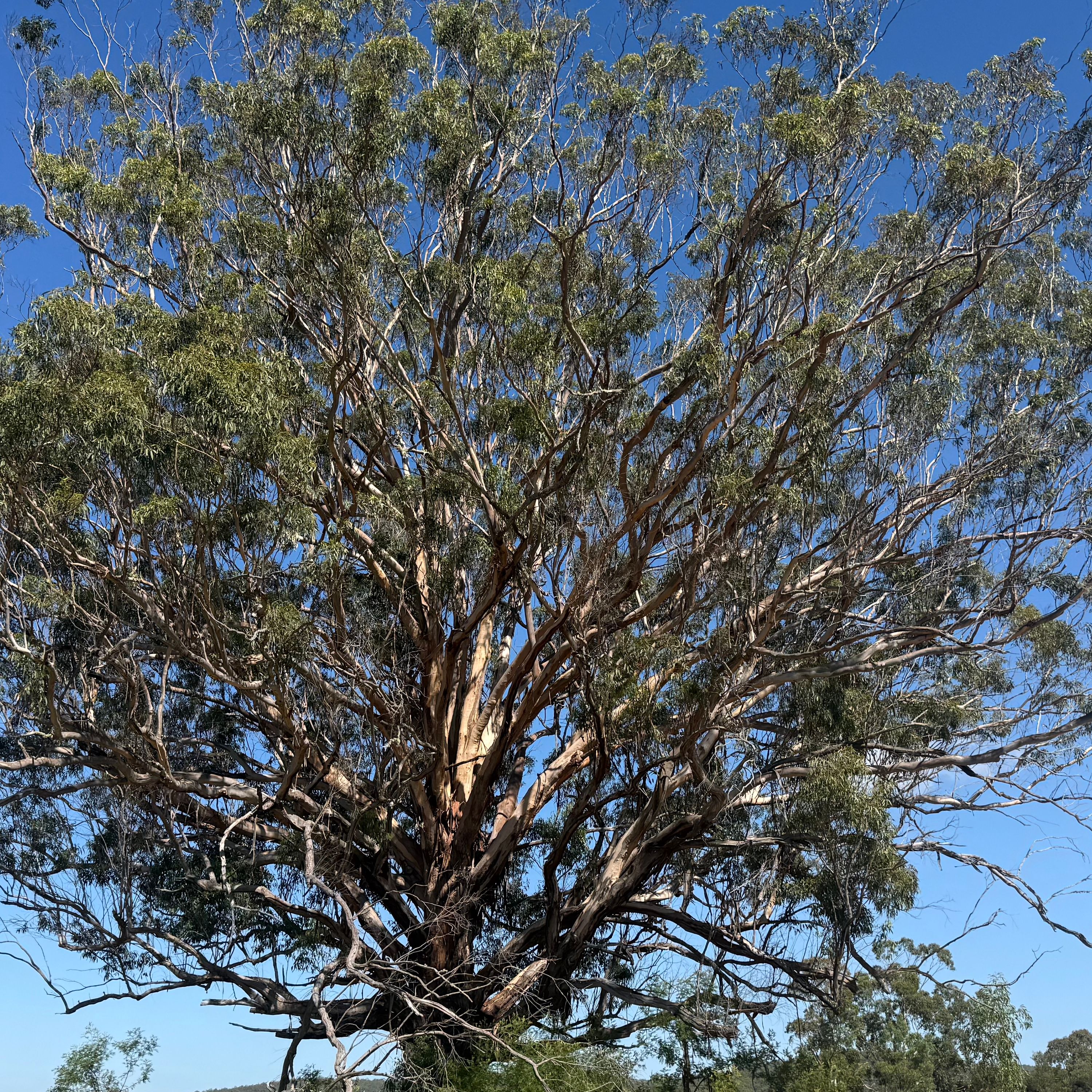 Where Are We At With Eucalyptus?