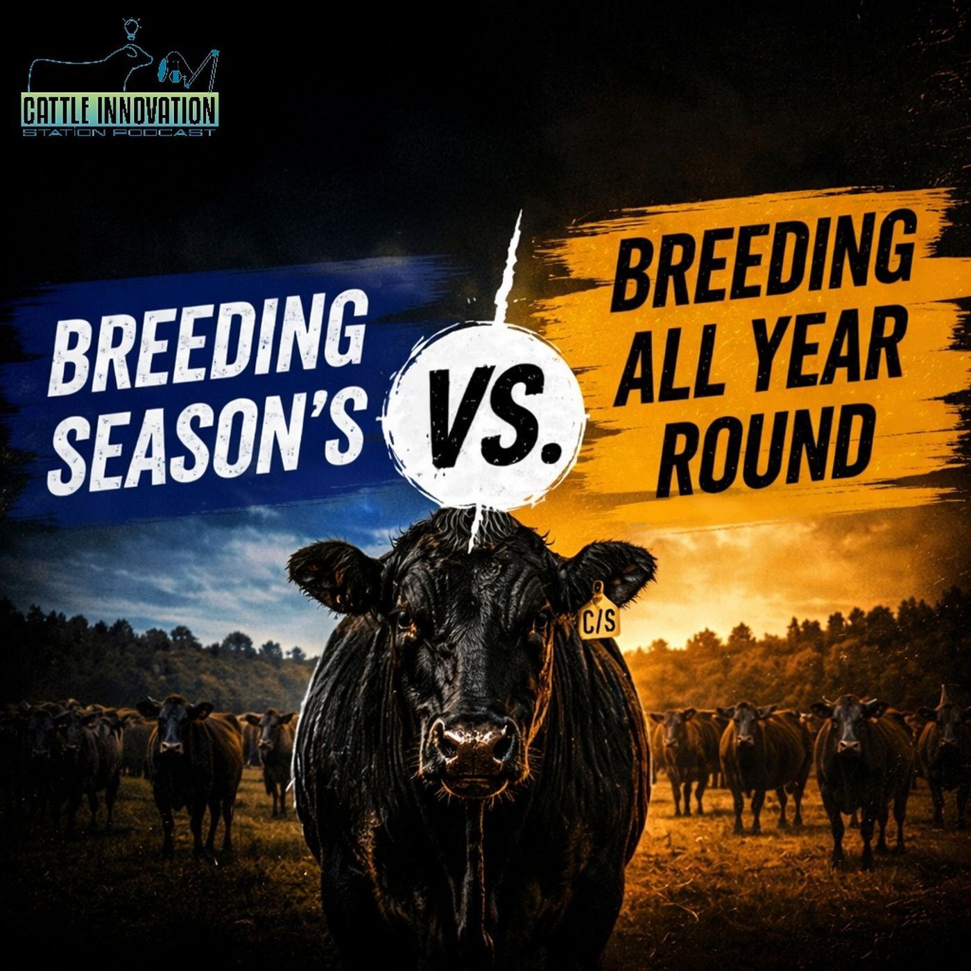 Cattle Breeding Seasons vs. Year-Round: What Drives Profit