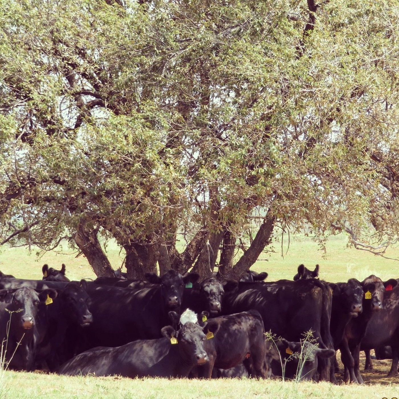 Western Ag Life weather for the week of July 13th