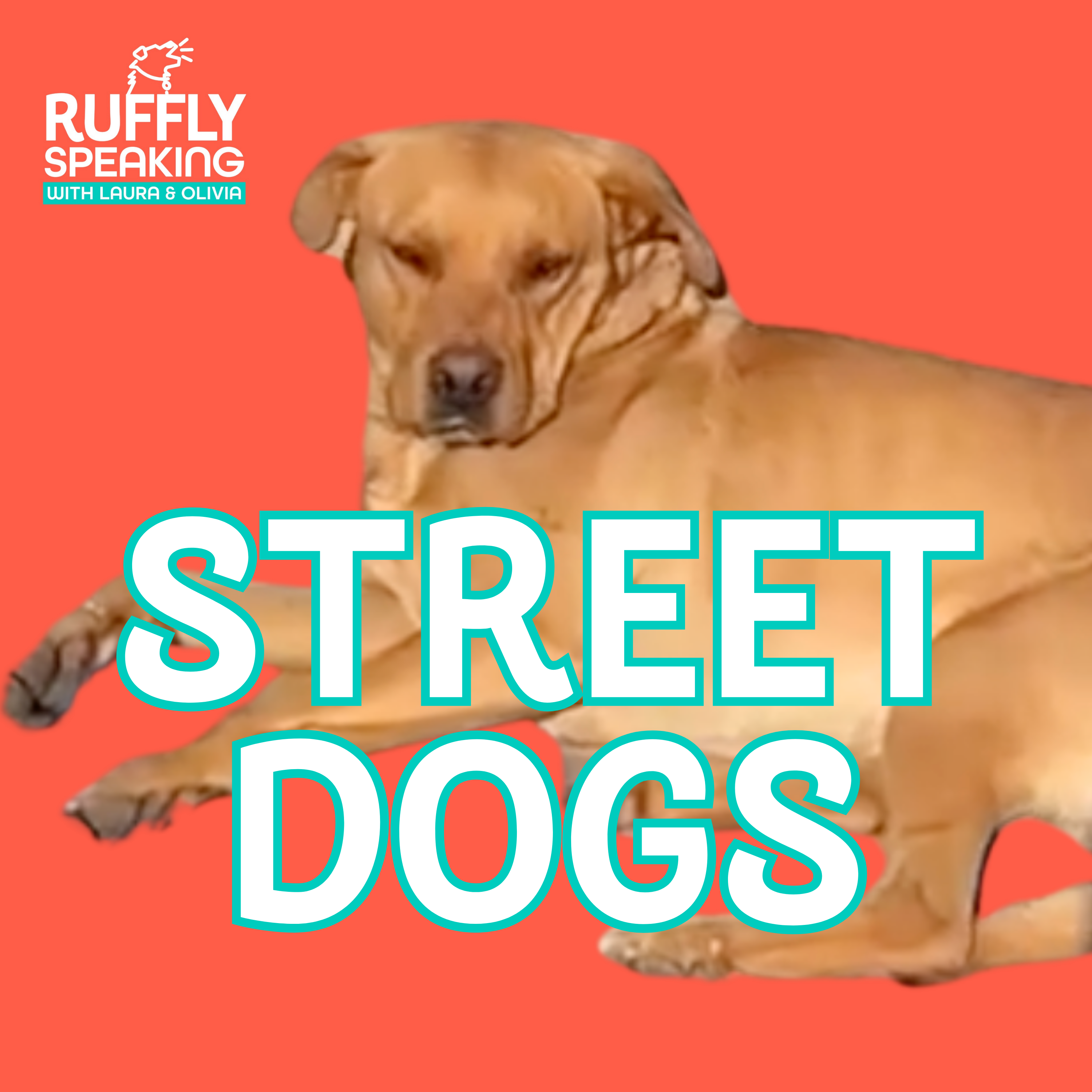 Ep.6 - Dog Life in Mexico: Observations About Dog Culture, Street Dogs & Daily Life 